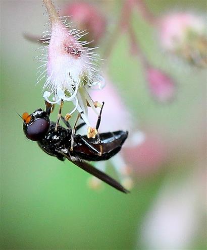 Kleine Erzschwebfliege (Cheilosia pagana)