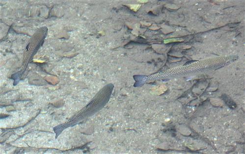 Regenbogenforellen (Oncorhynchus mykiss) im Fischteich