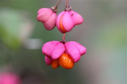 Früchte des Pfaffenhütchens (Euonymus europaeus)