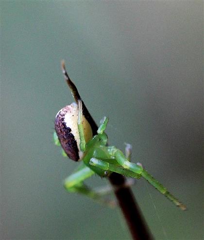 Grüne Krabbenspinne (Diaea dorsata), female