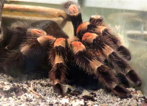 Haarige Angelegenheit: Rotknie-Vogelspinne (Brachypelma smithi)