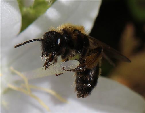 Glockenblumen-Sägehornbiene (Melitta haemorrhoidalis)
