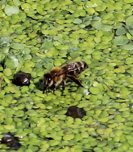 Biene landet auf Wasserlinsen und trinkt