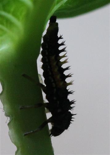 Marienkäferlarve - der Drache der Blattläuse