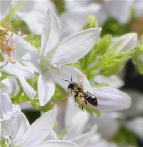Glockenblumen-Sägehornbiene im Anflug (Melitta haemorrhoidalis)