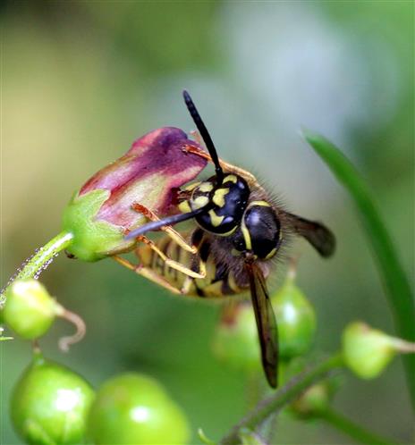 Gesicht der Gemeinen Wespe (Vespula vulgaris)