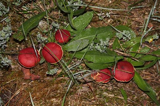 Apfel-Täublinge (Russula paludosa)