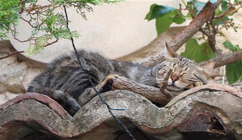 Die Katze auf dem kühlen Steindach