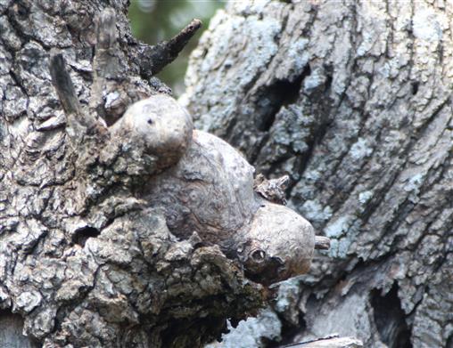 Der extrem seltene Pinienbär (Teddyursus pinicola)