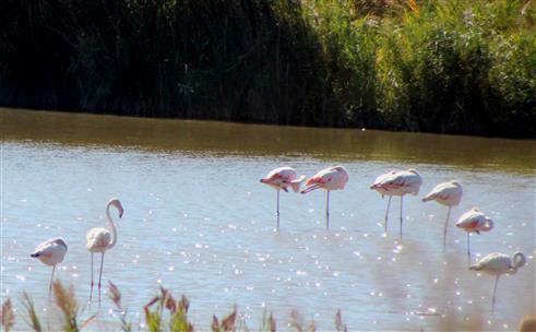 Flamingos halten Siesta