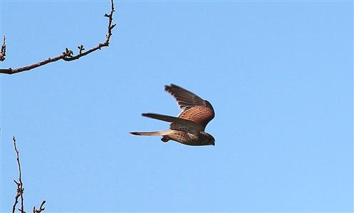 Turmfalke (Falco tinnunculus) hat Beute erspäht