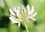 Weißklee (Trifolium repens)