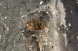Trichterspinne (Tegenaria silvestris) in etwas schmuddeligem Netz