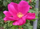 Rosa canina hat Besuch