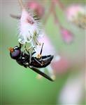 Kleine Erzschwebfliege (Cheilosia pagana)