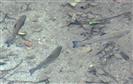 Regenbogenforellen (Oncorhynchus mykiss) im Fischteich