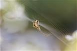 Herbstspinne (Metellina segmentata?) in ihrem filigranen Netz