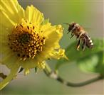 Biene landet auf beschädigter Helianthusblüte