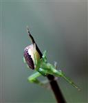 Grüne Krabbenspinne (Diaea dorsata), female