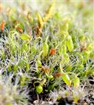 Polster - Kissenmoos (Grimmia pulvinata)