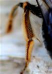 Pollensammelapparat der rotschopfigen Sandbiene (Andrena haemorrhoa)