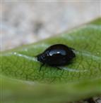 Alarm im Garten: Schwarze Kirschenblattlaus (Mycus cerasi)