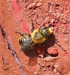 Mörtelbiene (Megachile versicolor?) sonnt sich und säubert Flügel