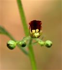 Knotige Braunwurz Blüte (Scrophularia nodosa)