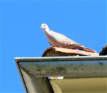 Die (Türken-)Taube auf dem Dach (Streptopelia decaocto)