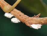 Zitrusschildläuse (Pericerya purchasi) an Efeu