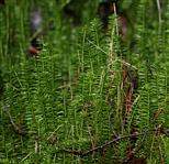 Bärlapp (Lycopodium annotinum)