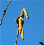 Haselblüte, männlich (Corylus avellana)