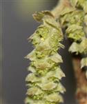 Haselblüte, männlich (Corylus avellana)