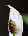 Einblatt (Spathiphyllum) Blüte