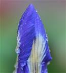Früher Frühlingsbote: Iris sibirica