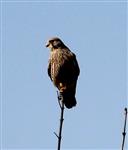 Balancekünstler Turmfalke (Falco tinnunculus)