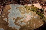 Stein mit der Flechte Amandinea punctata bewachsen