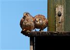 Turmfalkenpaar (Falco tinnunculus)
