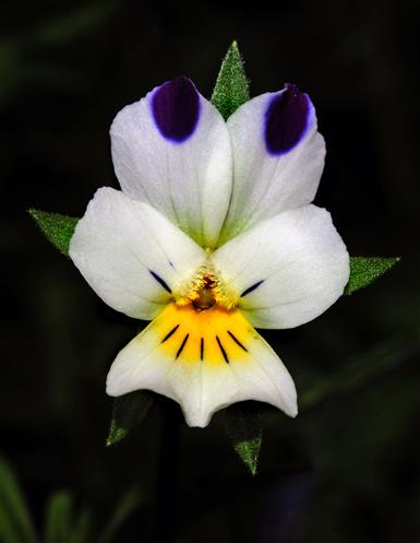 Acker Stiefmtterchen (Viola arvensis)