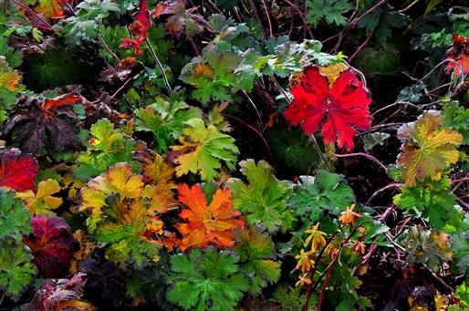 Geranium-Bltter im Herbst.