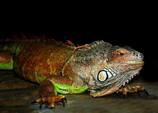 Grner Leguan (Iguana iguana)