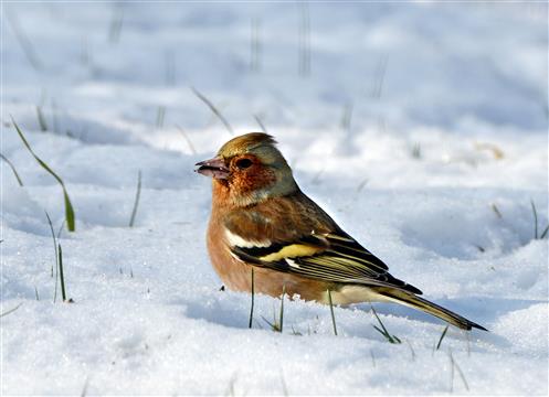 Mnnlicher Buchfink (Fringilla coelebs) im Schnee nach Nahrung suchend.