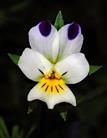 Acker Stiefmütterchen (Viola arvensis)