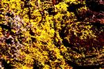 Gelbe Lohblüte (Fuligo septica)
