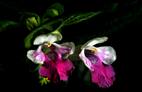 Blüten des Immenblatts (Mellitis melissophyllum) in Großaufnahme