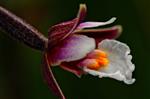 Nahaufnahme der Blüte einer Sumpfständelwurz (Epipactis palustris)