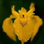 Sumpfschwertlilie (Iris pseudacorus) nach Regen.