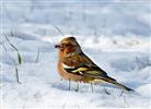 Männlicher Buchfink (Fringilla coelebs) im Schnee nach Nahrung suchend.