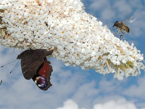 Biene und Tagpfauenauge auf Schmetterlingsflieder