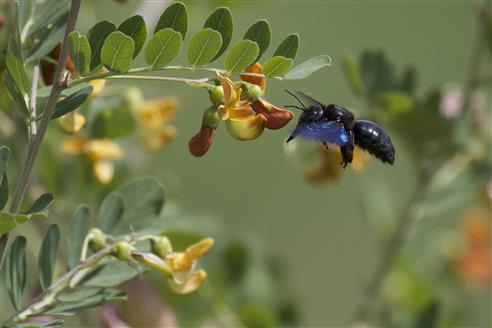 Blaue Holzbiene (Xylocopa violacea)